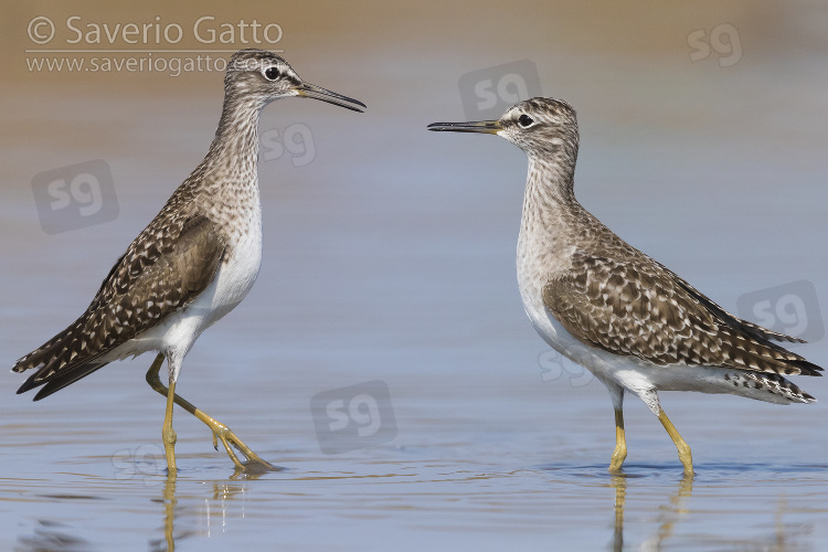 Wood Sandpiper