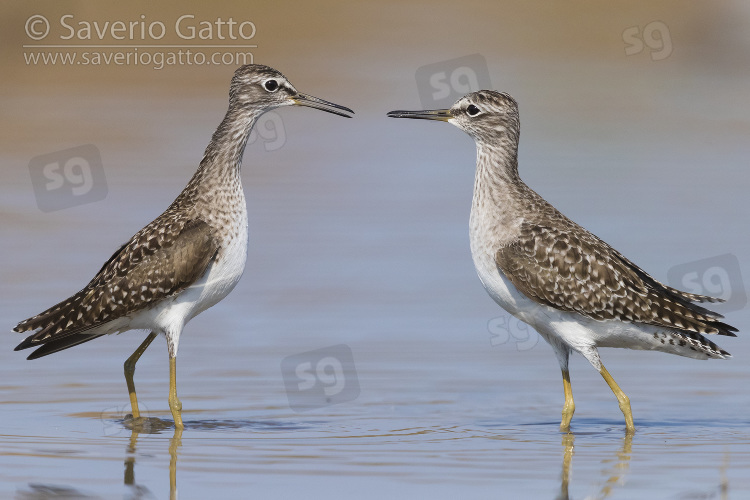 Wood Sandpiper