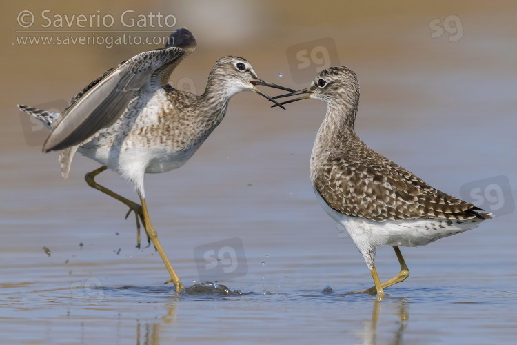 Wood Sandpiper, adults fighting