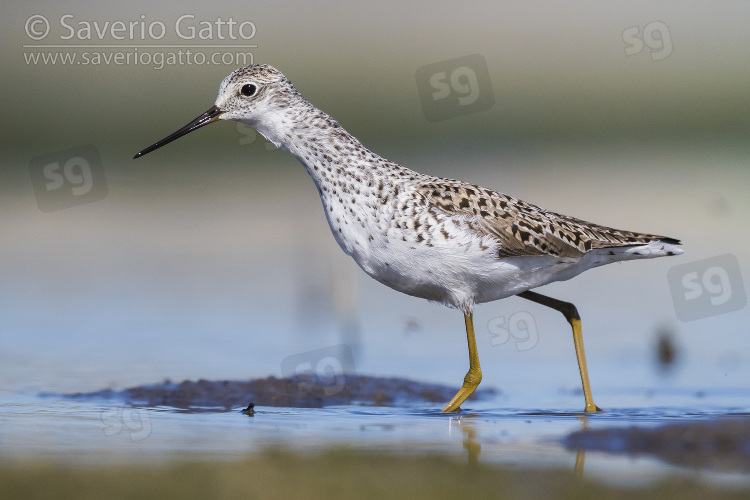 Marsh Sandpiper, adult walking in a pond