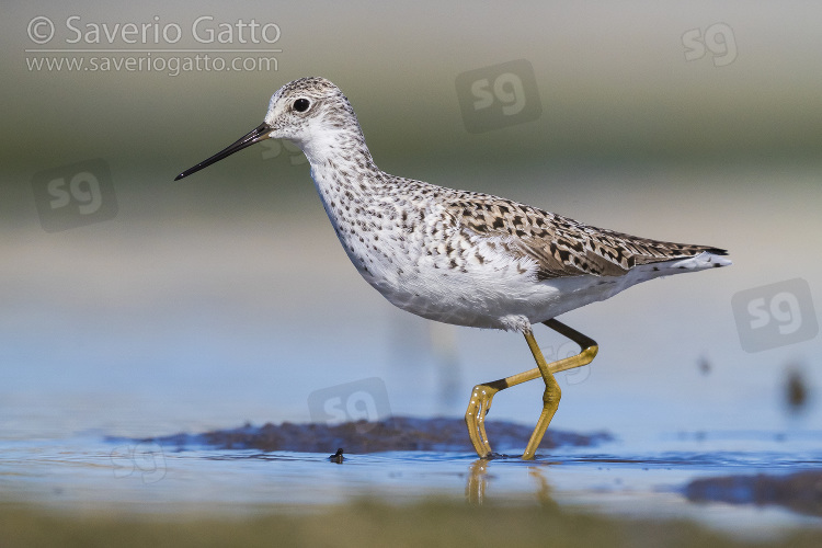 Marsh Sandpiper, adult walking in a pond