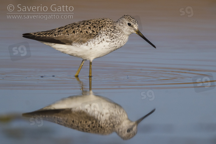 Albastrello, adulto in acqua con riflesso