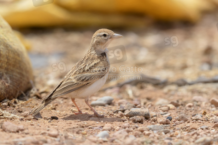 Greater Short-toed Lark, adult standing on the ground