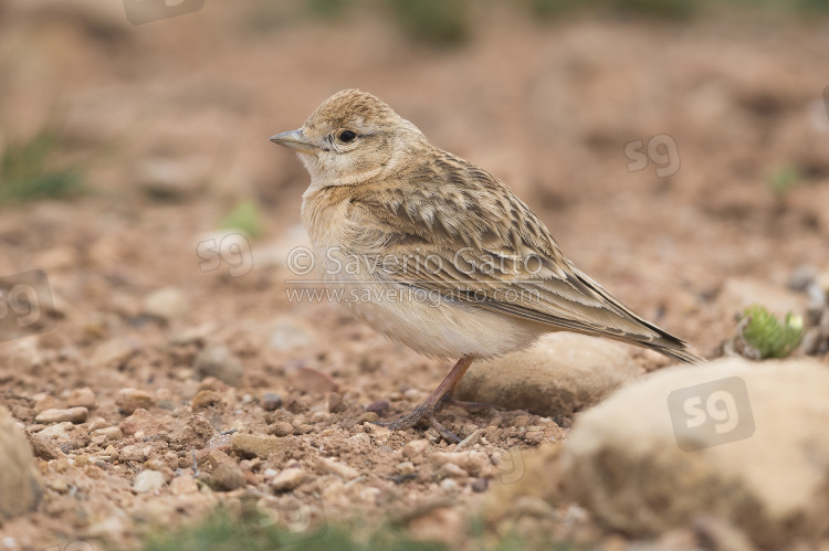Greater Short-toed Lark, adult standing on the ground