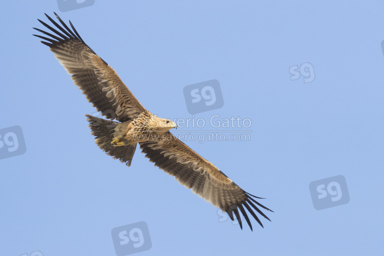 Eastern Imperial Eagle, juvenile in flight