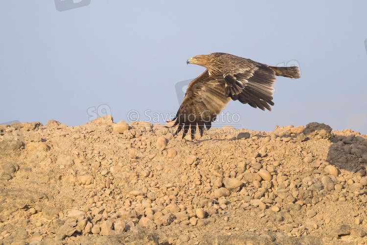 Eastern Imperial Eagle, juvenile in flight