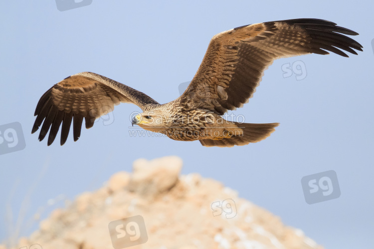 Eastern Imperial Eagle, juvenile in flight