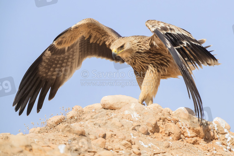 Eastern Imperial Eagle, juvenile landed on a rock