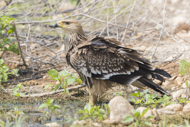 Aquila imperiale, giovane posato sul terreno