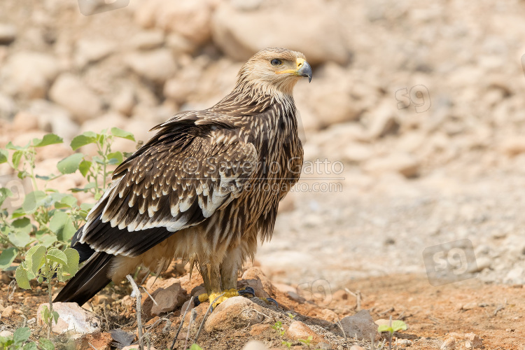 Aquila imperiale, giovane posato sul terreno