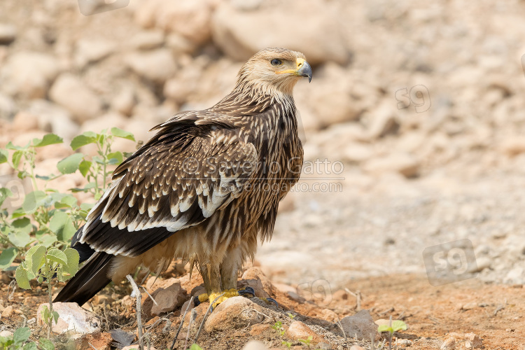 Eastern Imperial Eagle, juvenile standing on the ground