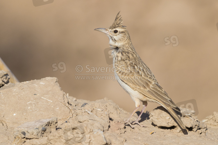 Maghreb Lark, adult standing on the ground