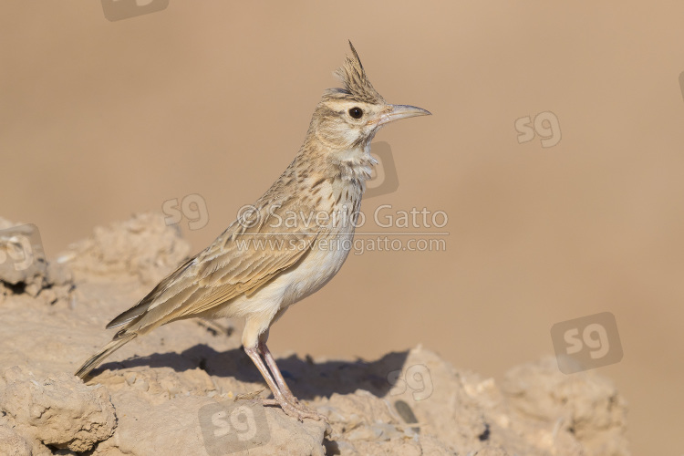 Maghreb Lark, adult standing on the ground