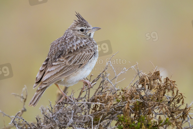 Thekla Lark, adult standing on the ground