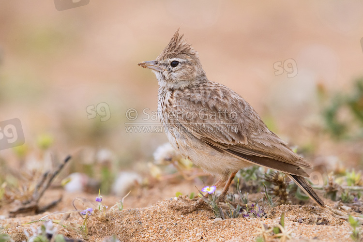 Thekla Lark