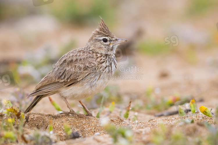 Thekla Lark