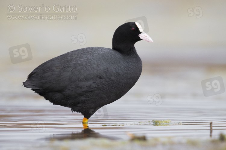 Eurasian Coot, adult standing in the water