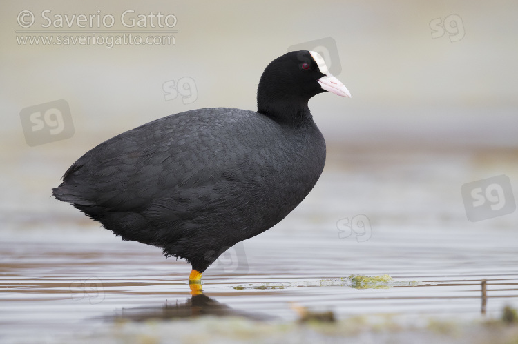 Eurasian Coot