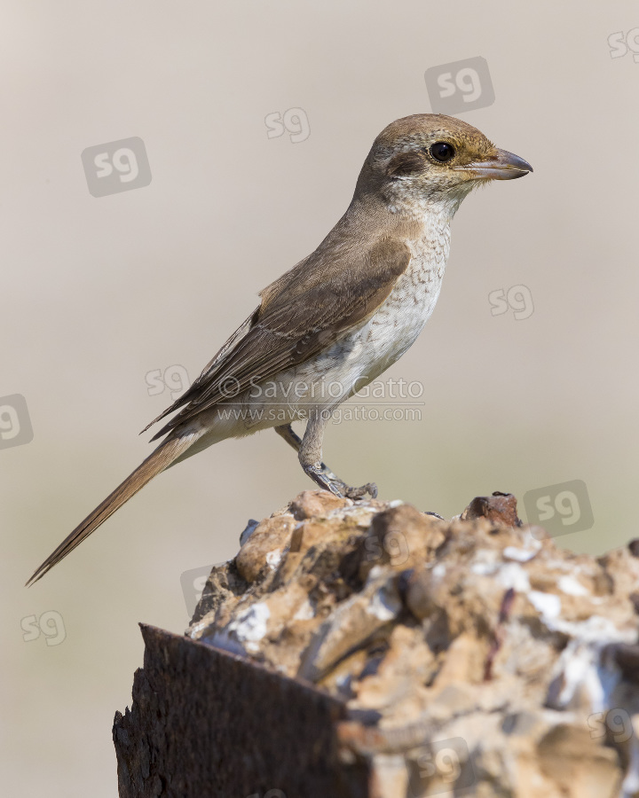 Red-backed Shrike, juvenile standing on a wall