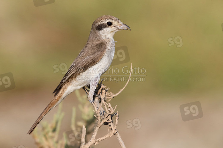 Red-tailed Shrike, juvenile perched on a branch