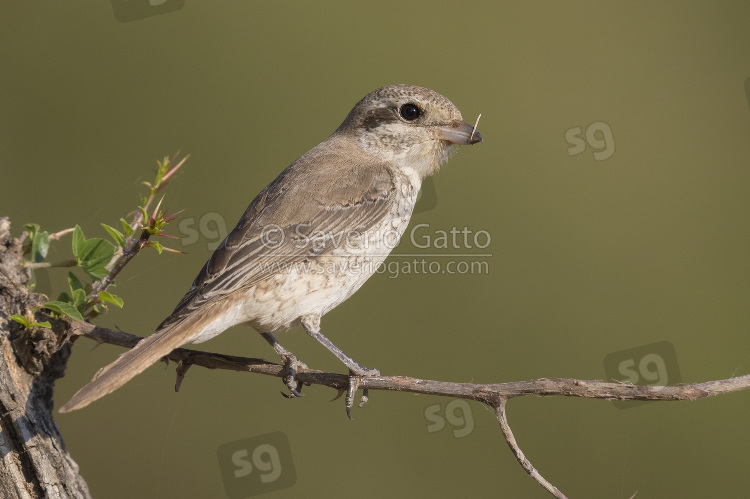 Isabelline Shrike