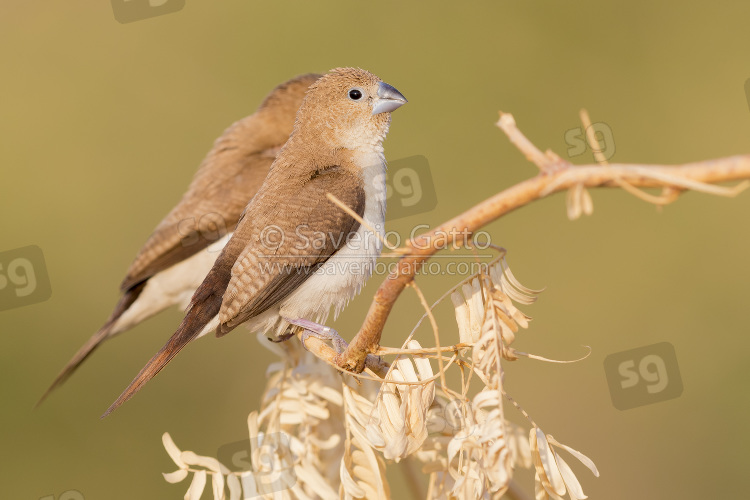 African Silverbill, two individuals perched on a branch