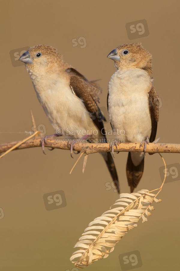 African Silverbill, two individuals perched on a branch