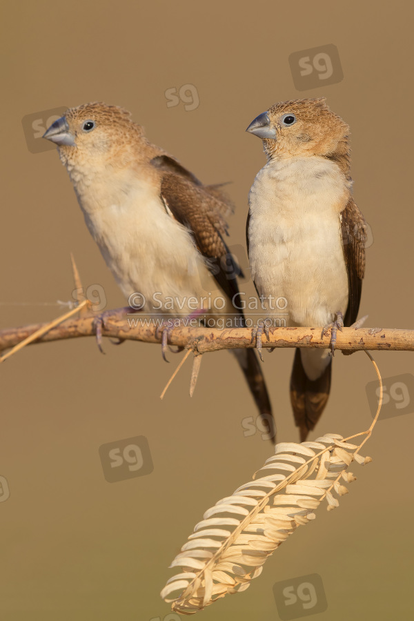 Becco d'argento africano