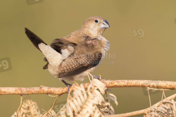 African Silverbill, single individual perched on a branch