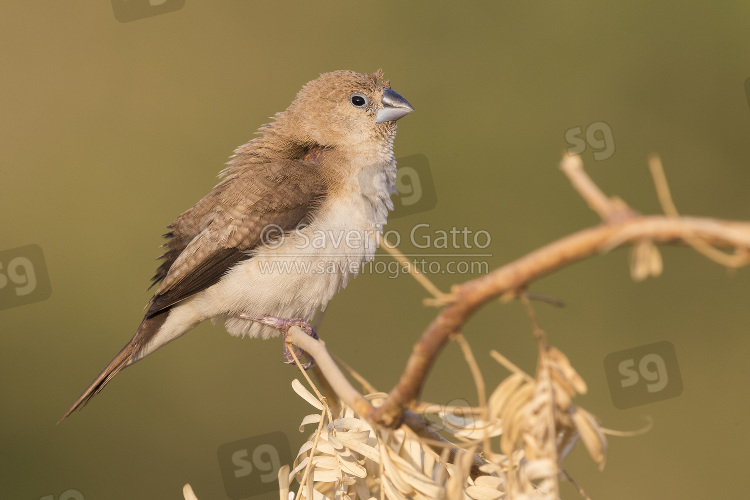 African Silverbill