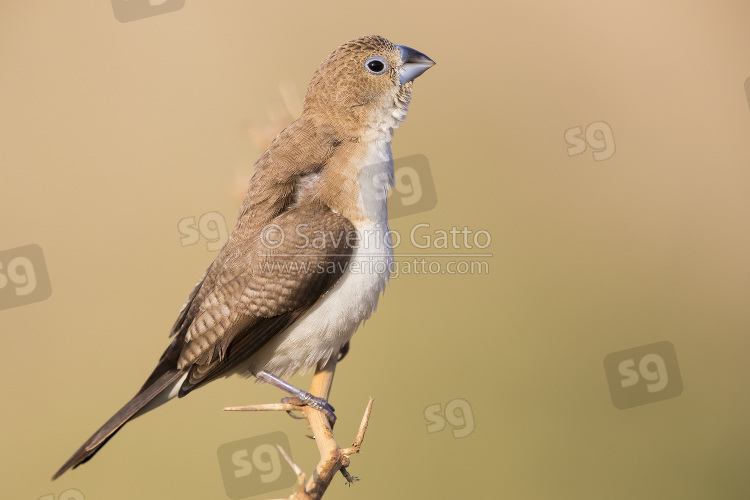 African Silverbill, single individual perched on a branch