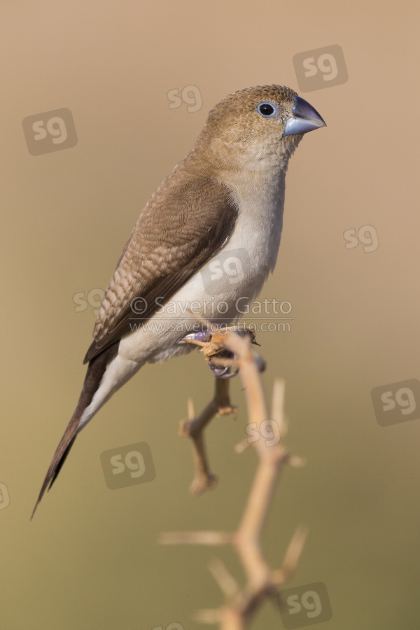 African Silverbill, single individual perched on a branch