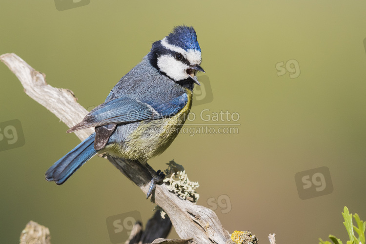 African Blue Tit, adult singing from a branch