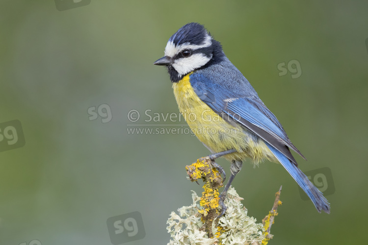 African Blue Tit, adult perched on a branch