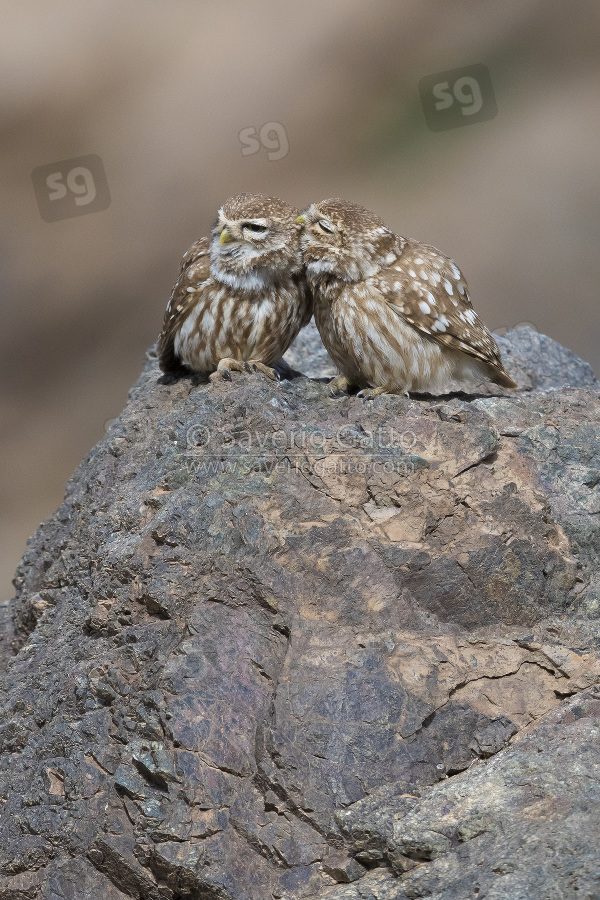 Little Owl, pair in mutual preening