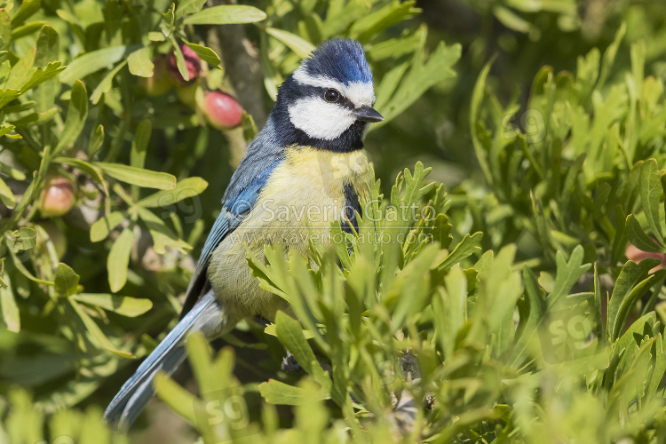 African Blue Tit, adult in a bush