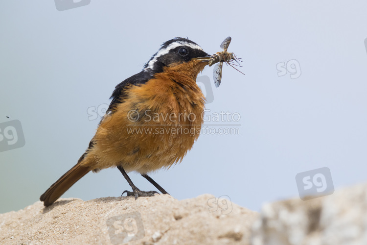 Moussier's Redstart, adult male with a caught insect