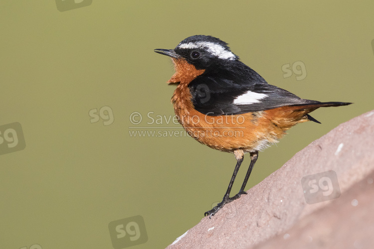 Moussier's Redstart, adult male standing on a rock