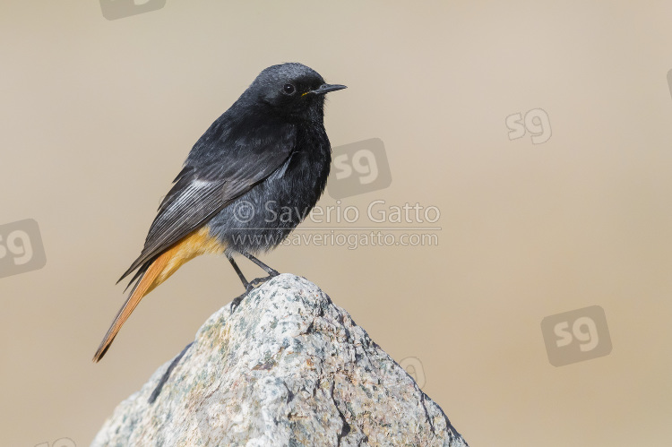 Black Redstart, adult male standing on a stone