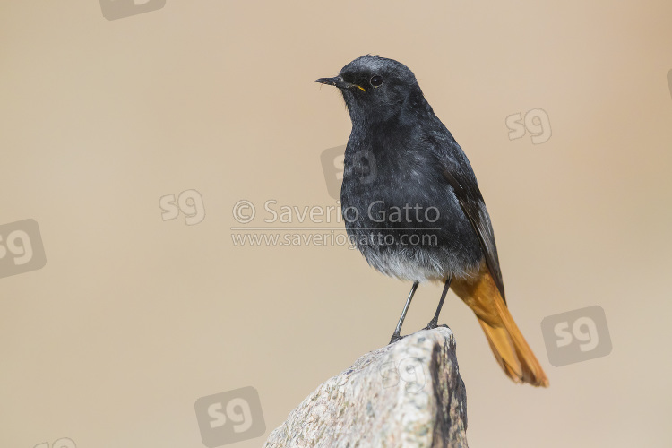 Black Redstart, adult male standing on a stone