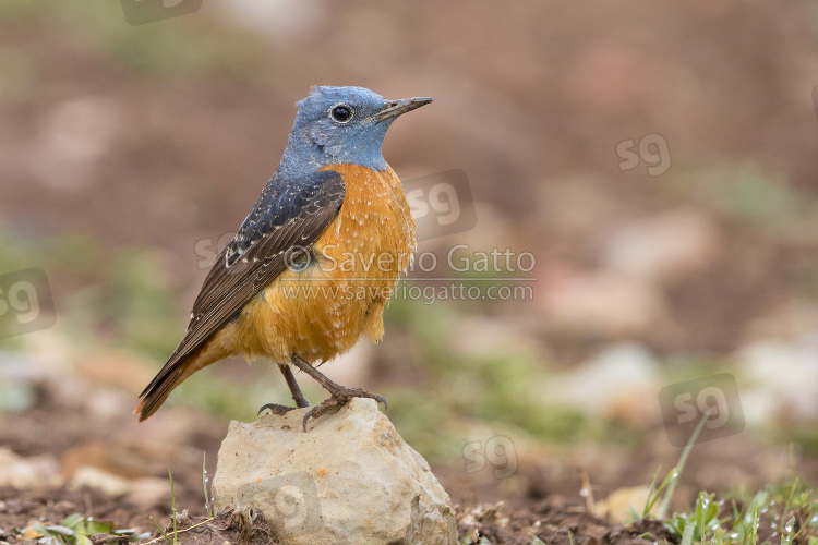 Common Rock Thrush, sife view of an adult male standing on a stone