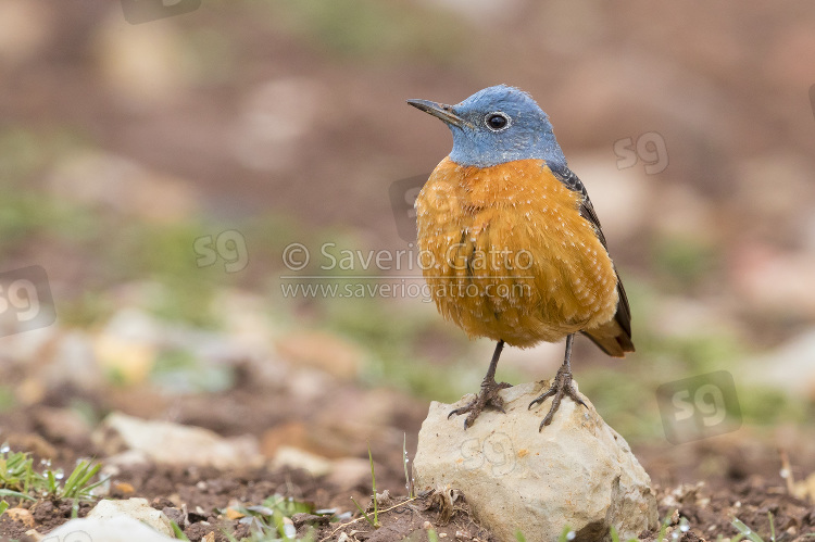 Common Rock Thrush, front view of adult male standing on a stone