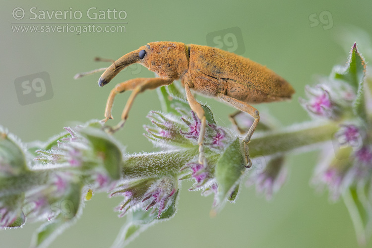 Lixus pulverulentus, adulto su una pianta