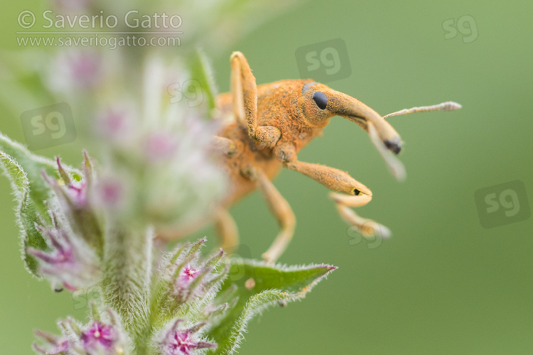 Lixus pulverulentus, adulto su una pianta