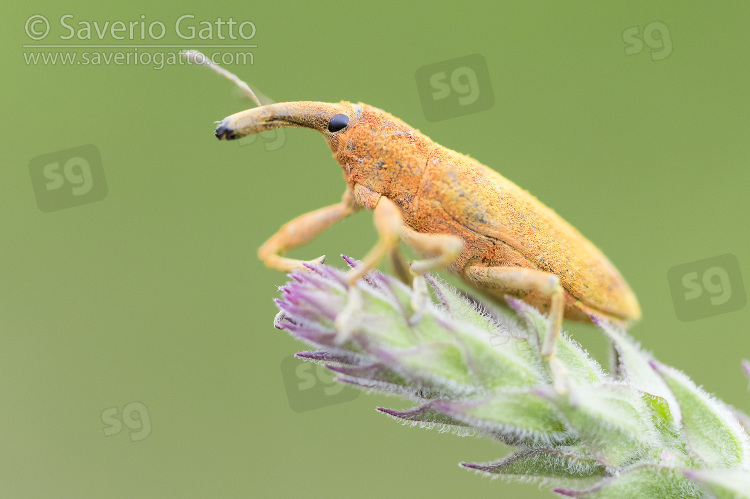 Lixus pulverulentus, close-up of adult on a plant