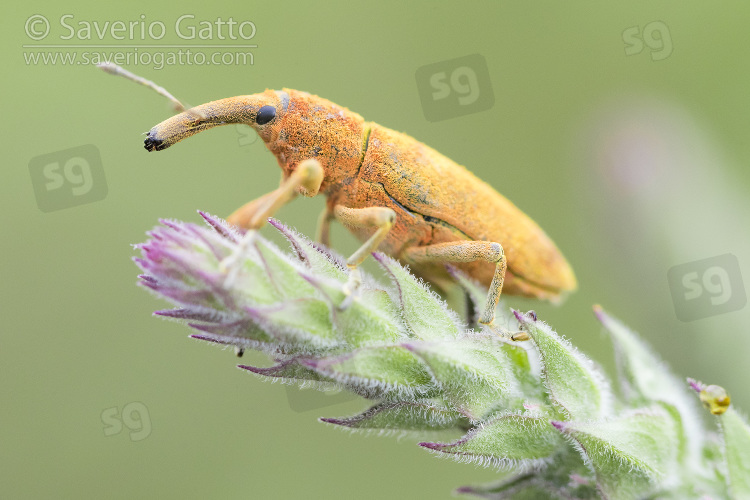 Lixus pulverulentus, adulto su una pianta