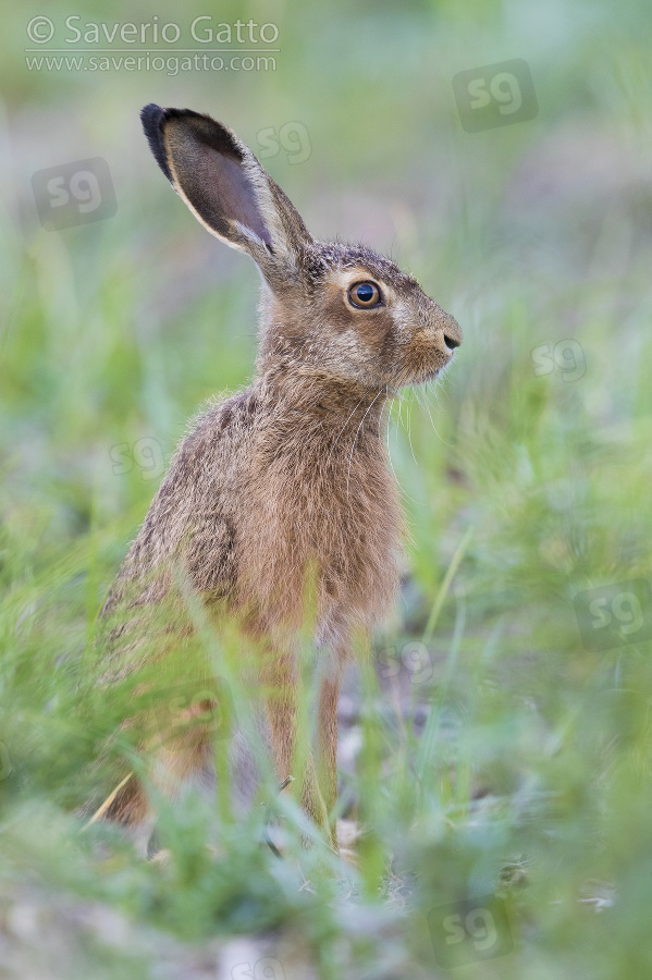 European Hare, adult standing among the grass
