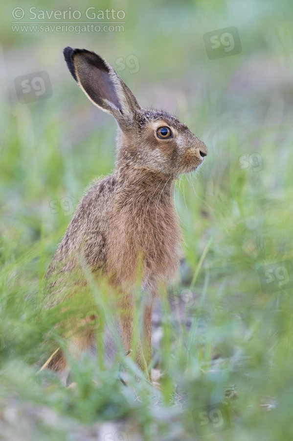 European Hare