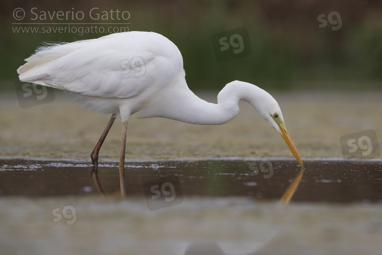 Great Egret, adult seeking for food in a pond