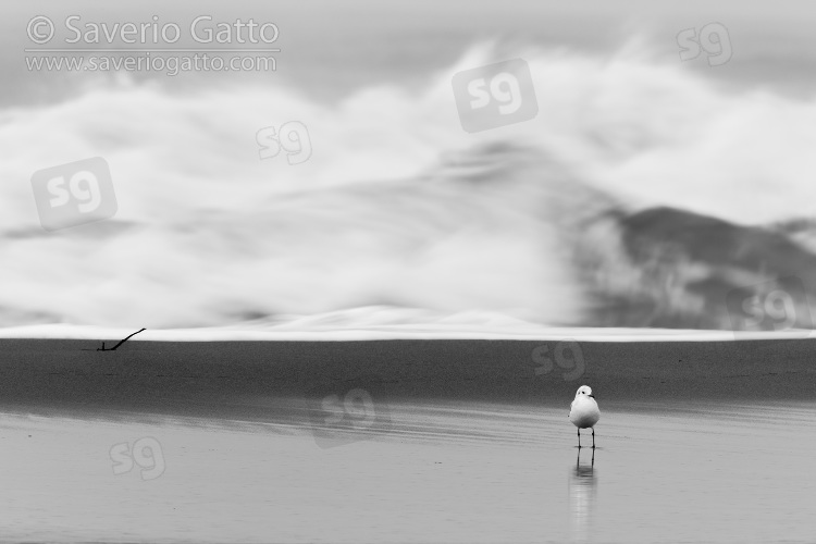 Black-headed Gull, adult on the shore with rough sea the background